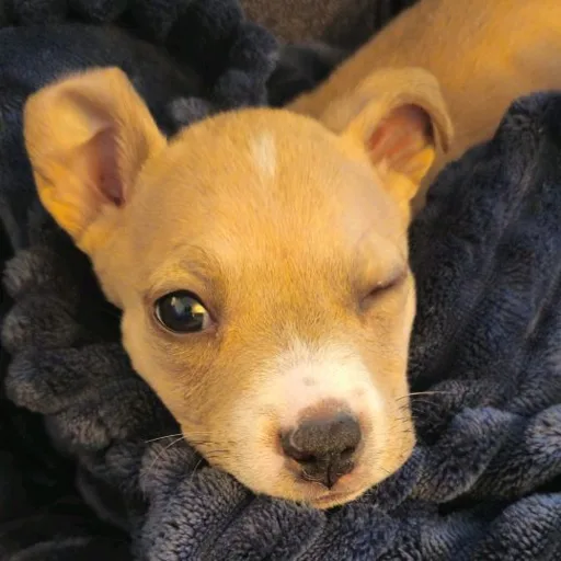 Princess Peach Pittie profile portrait