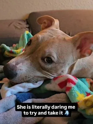 Her audacity is unmatched! 👑😏🧦🐾 #sockbandit #dogsoftiktok #pitbullsoft