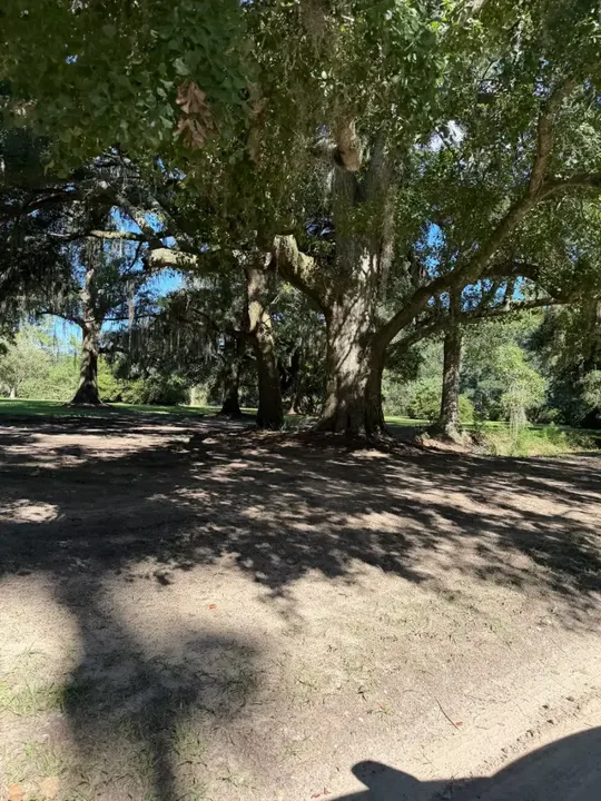 🌿✨ A little Southern charm at Boone Hall. Spanish moss, beautiful grou