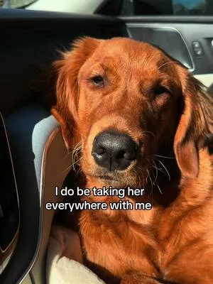She loves it…. #goldenretriever  #goldensoftiktok
