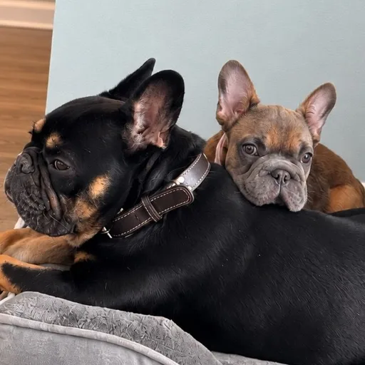 Milo and Mabel | Pet UGC