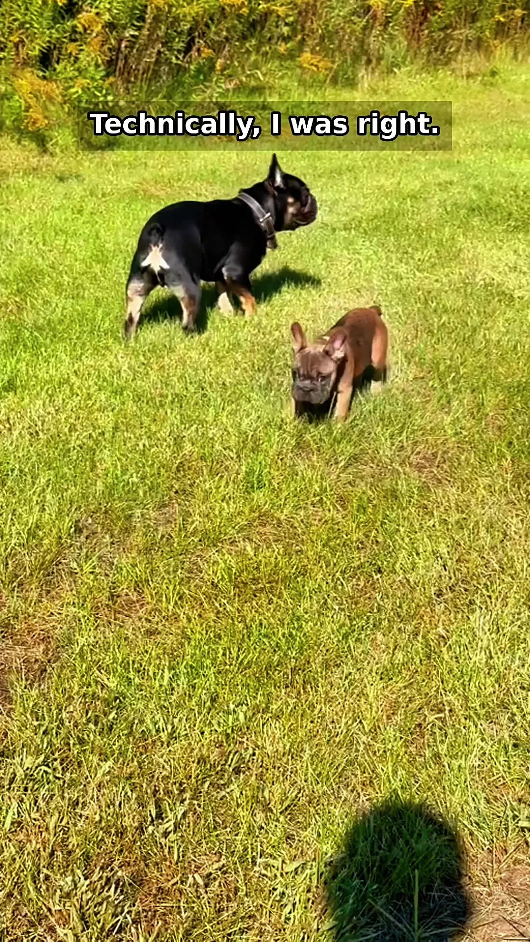 I got a second Frenchie so Milo would have a friend. What I actually g