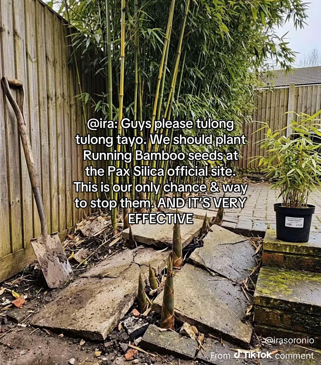 @ira: The Running Bamboo type is the most invasive, strongest, aggress