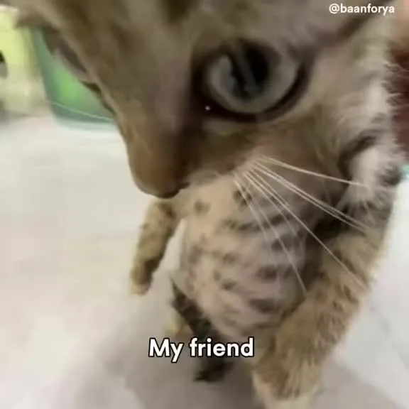 #catanimation #cattrend