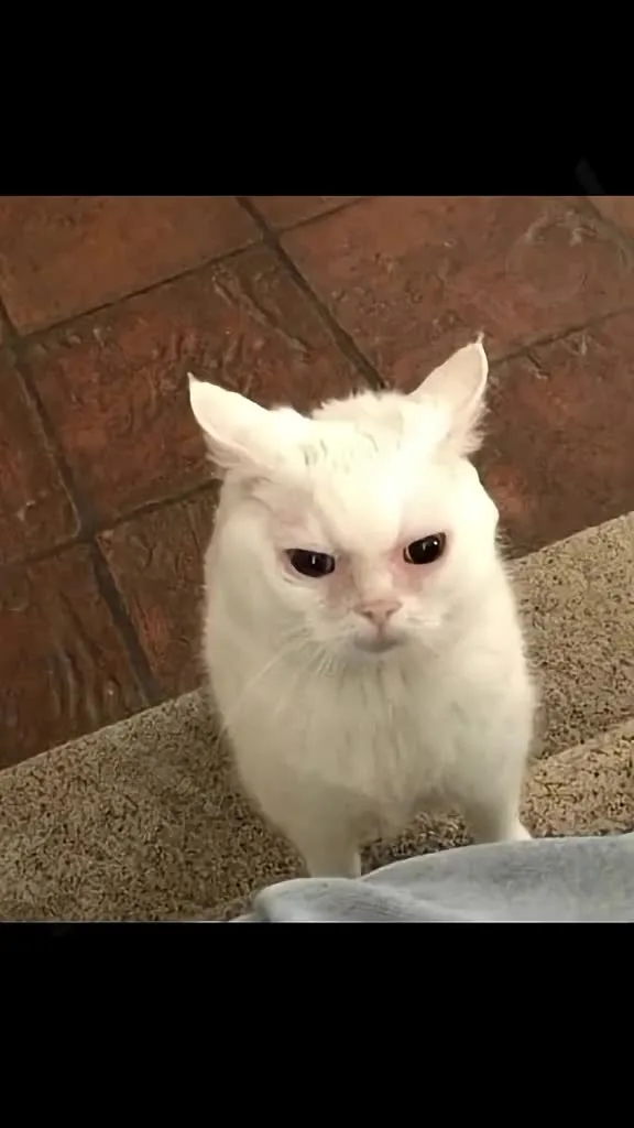 #cattrend #catanimation