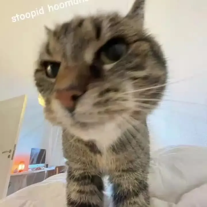 #catsoftiktok #cat #makeitviral #viral #meme