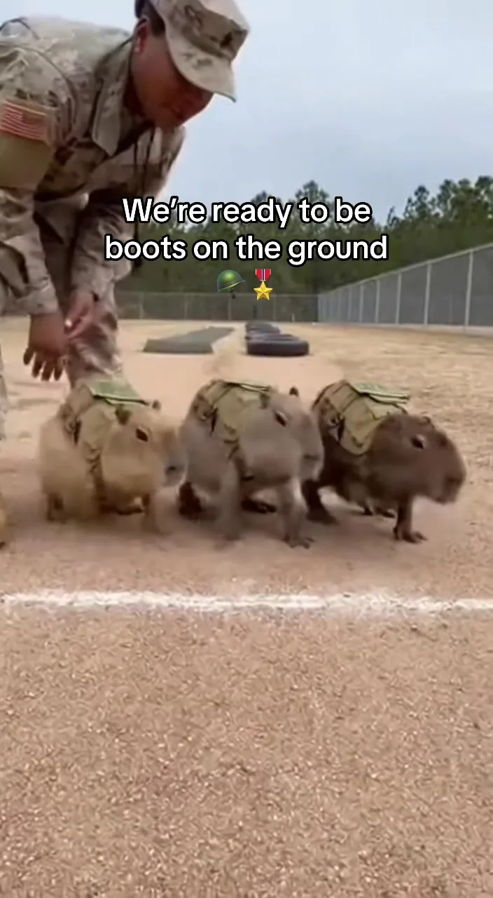 #capybara #iran