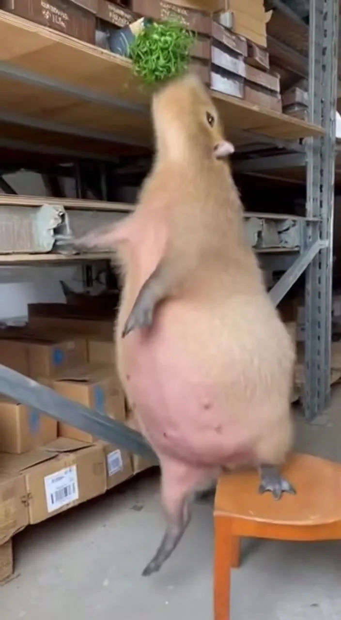 When you’re so hungry 😂 #capybara #capybaratiktok #funny
