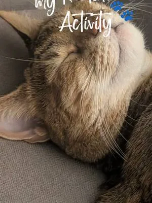 #cat #catlover #cattok