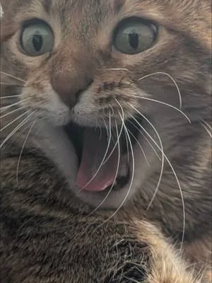 #funnycat #catslovers #catlover #cat #cattok
