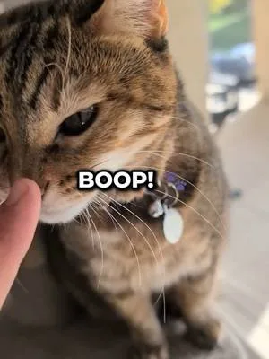 Is this the perfect cat boop? #cat  #cattok #cute #catsoftiktok #catlo