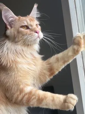 ateş wants to go out🤭😇💗 #cat #foryoupagе